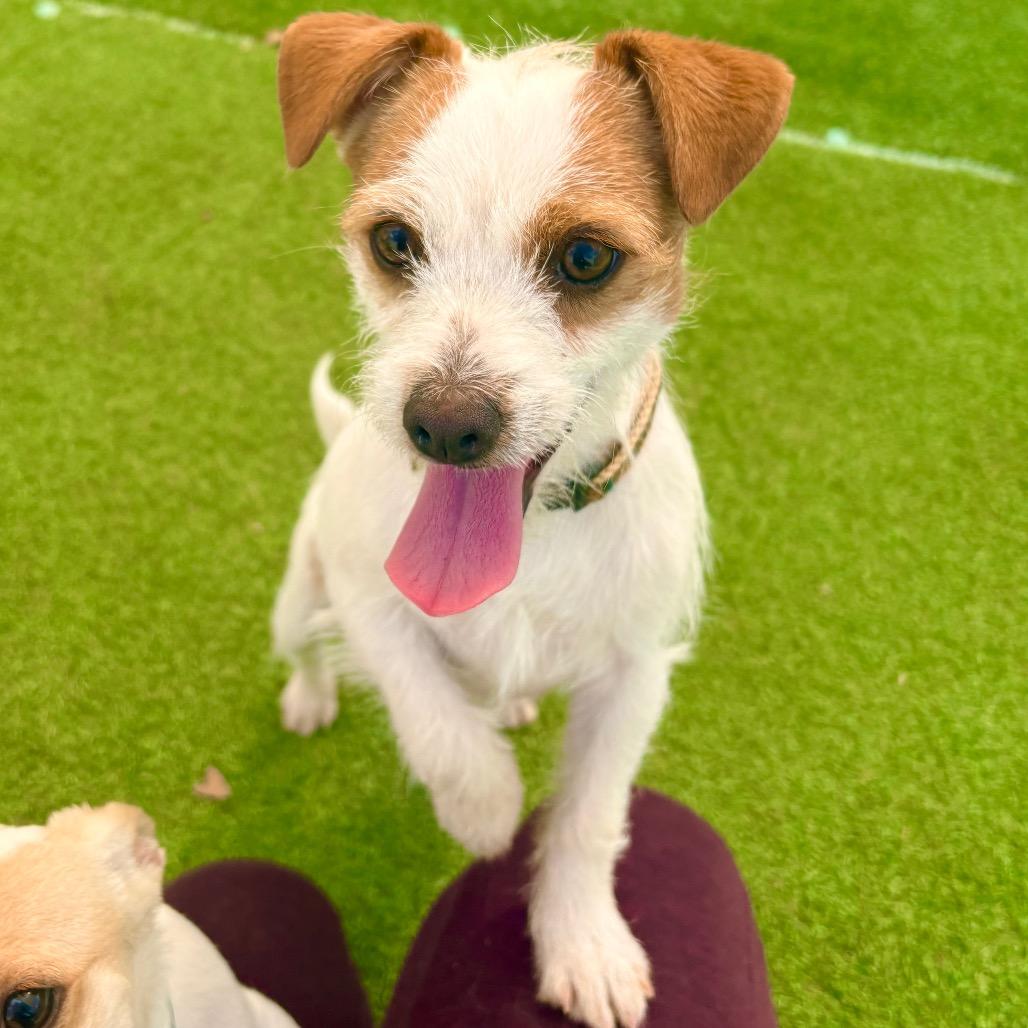 Fredrick, Adoptable, Young Male Mixed Breed.