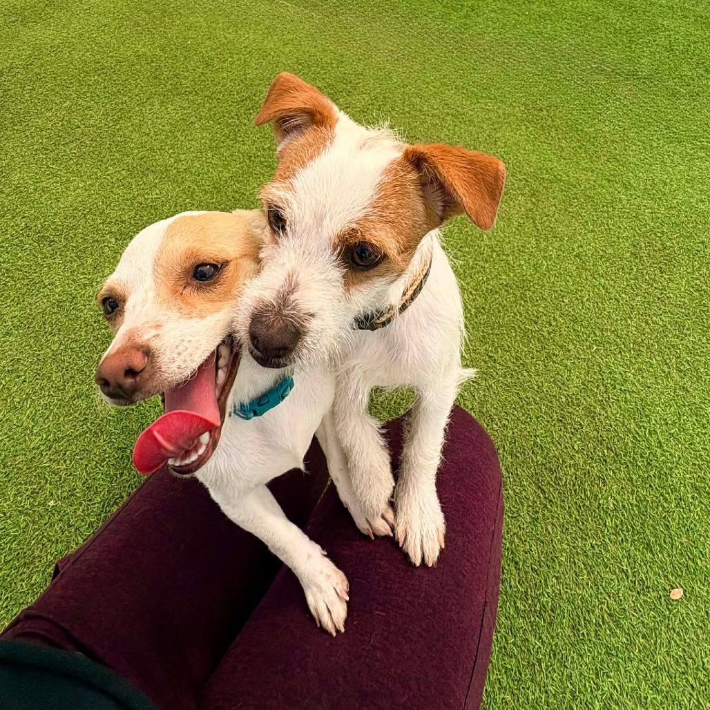 Fredrick, a Adoptable Mixed Breed in Las Cruces, NM image 2/3