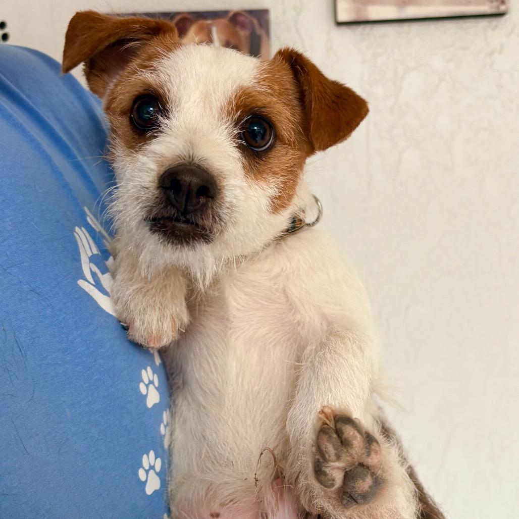 Fredrick, a Adoptable Mixed Breed in Las Cruces, NM image 3/3