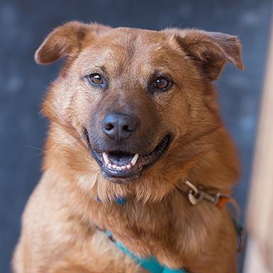 Gilmore, Adoptable, Senior Male Chow Chow.