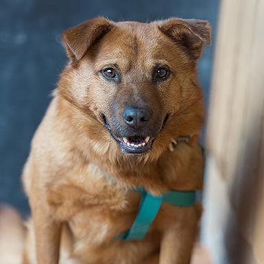 Gilmore, a Adoptable Chow Chow in Kanab, UT image 2/3
