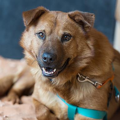 Gilmore, a Adoptable Chow Chow in Kanab, UT image 3/3
