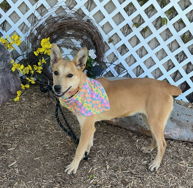 Dog for adoption SAVANNA 428564 a Yellow Labrador