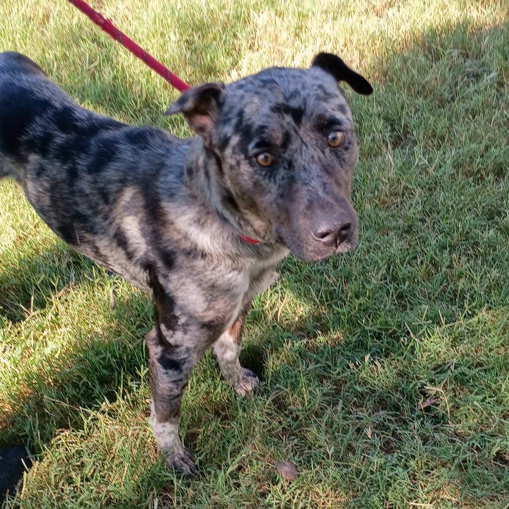 Long John Silver D47036, Adoptable, Adult Male Catahoula Leopard Dog & Mixed Breed.