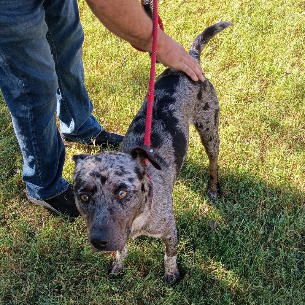Enlarge Long John Silver D47036, a Adoptable mixed breed in Corsicana, TX image 2/6
