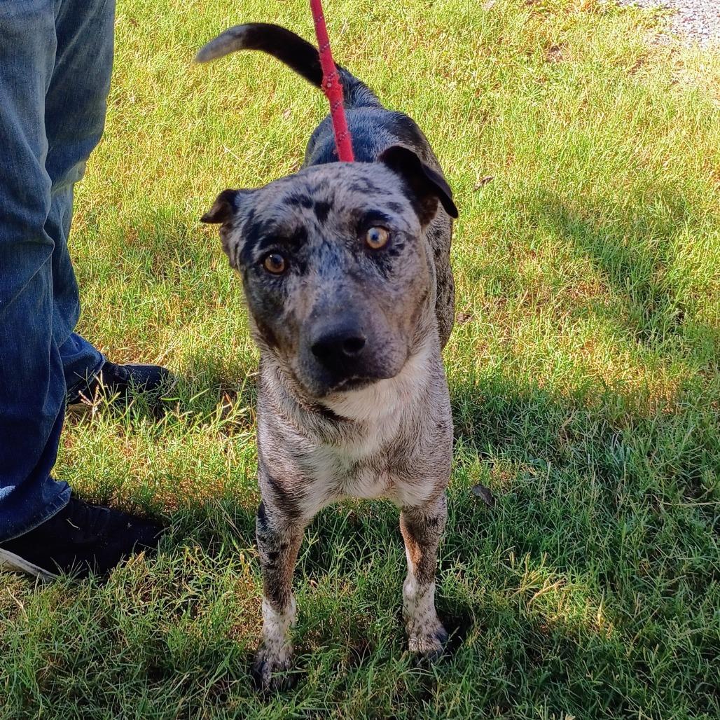 Enlarge Long John Silver D47036, a Adoptable mixed breed in Corsicana, TX image 3/6