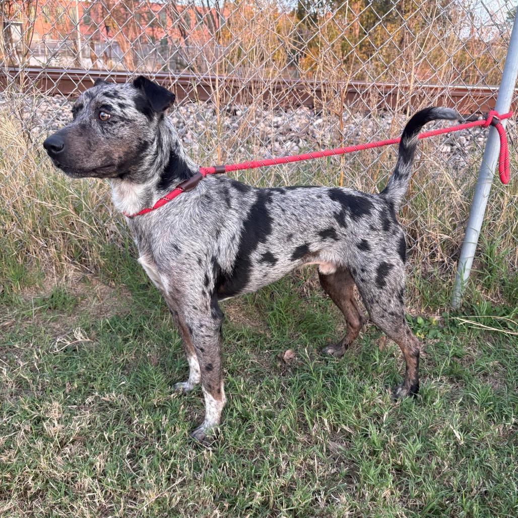 Enlarge Long John Silver D47036, a Adoptable mixed breed in Corsicana, TX image 4/6