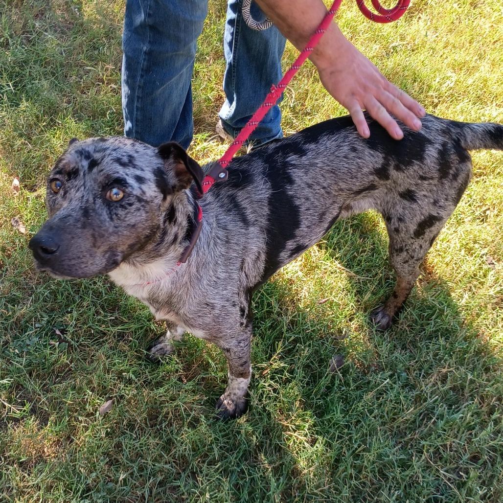 Enlarge Long John Silver D47036, a Adoptable mixed breed in Corsicana, TX image 5/6
