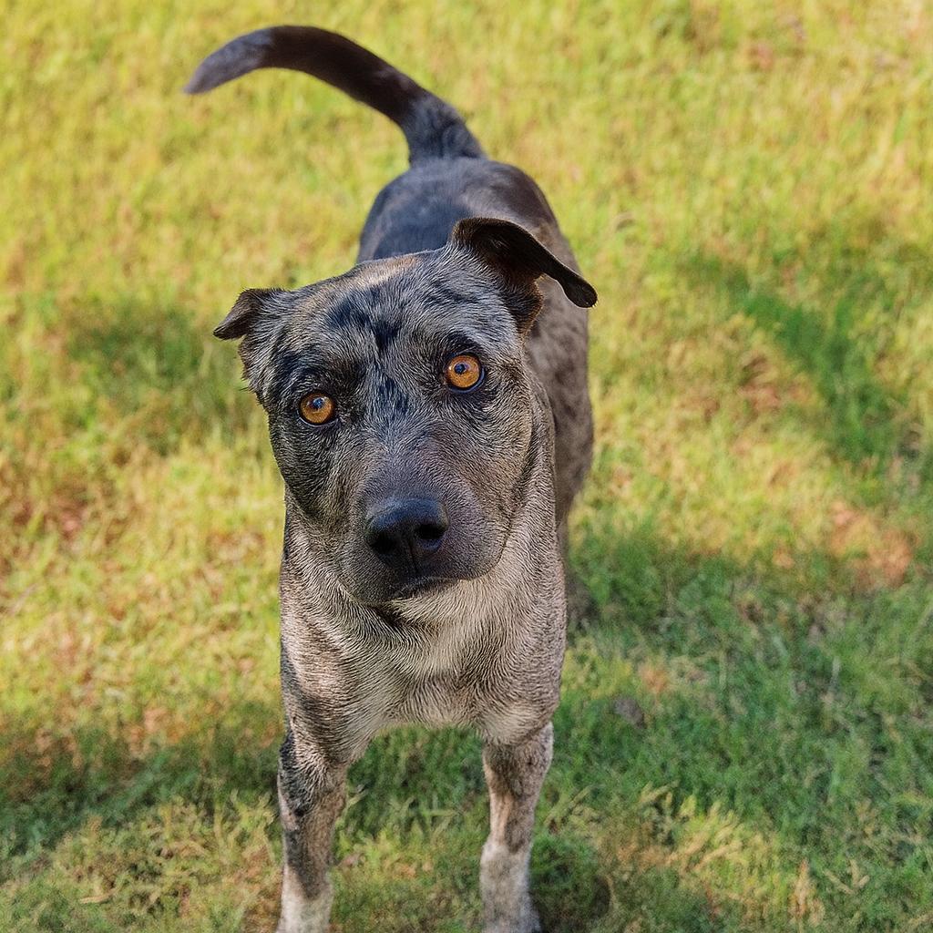 Enlarge Long John Silver D47036, a Adoptable mixed breed in Corsicana, TX image 6/6