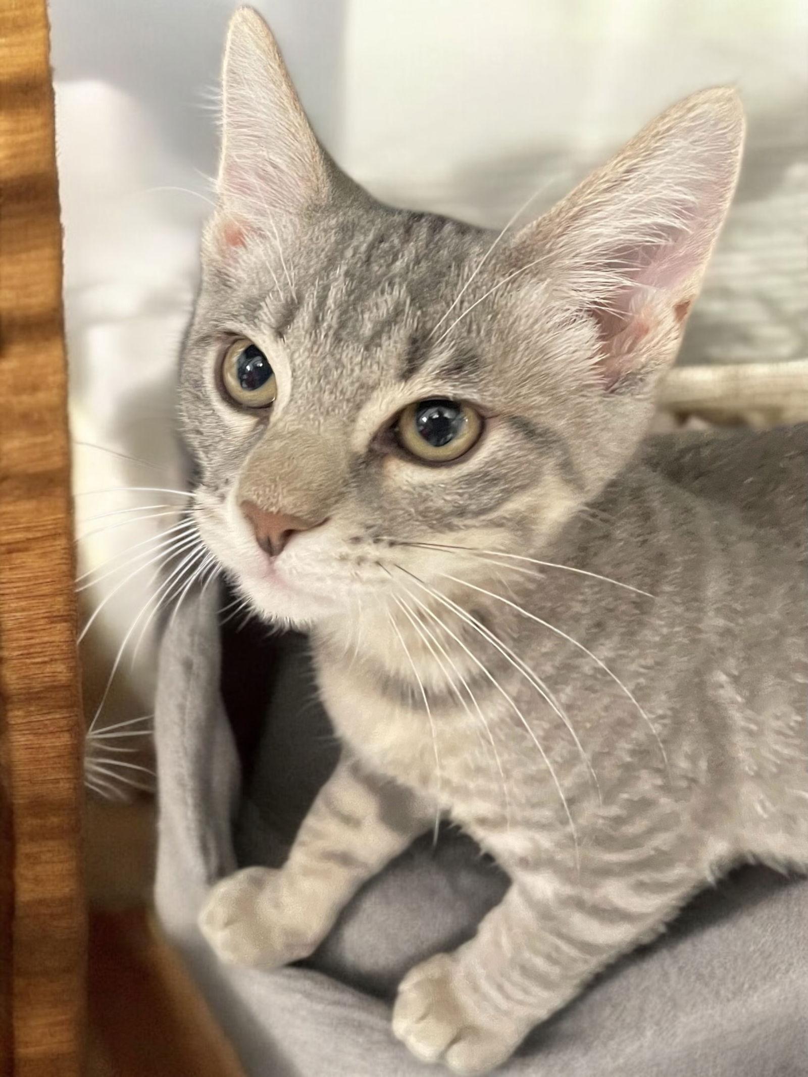 Enlarge Rubble, a Adopted Domestic Short Hair in Champaign, IL image 1/1