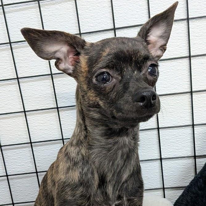 Enlarge Gidget, an adopted Chihuahua in St. George, UT image 1/2