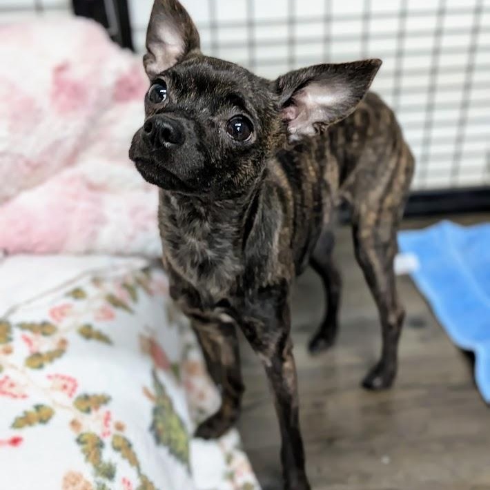 Enlarge Gidget, an adopted Chihuahua in St. George, UT image 2/2