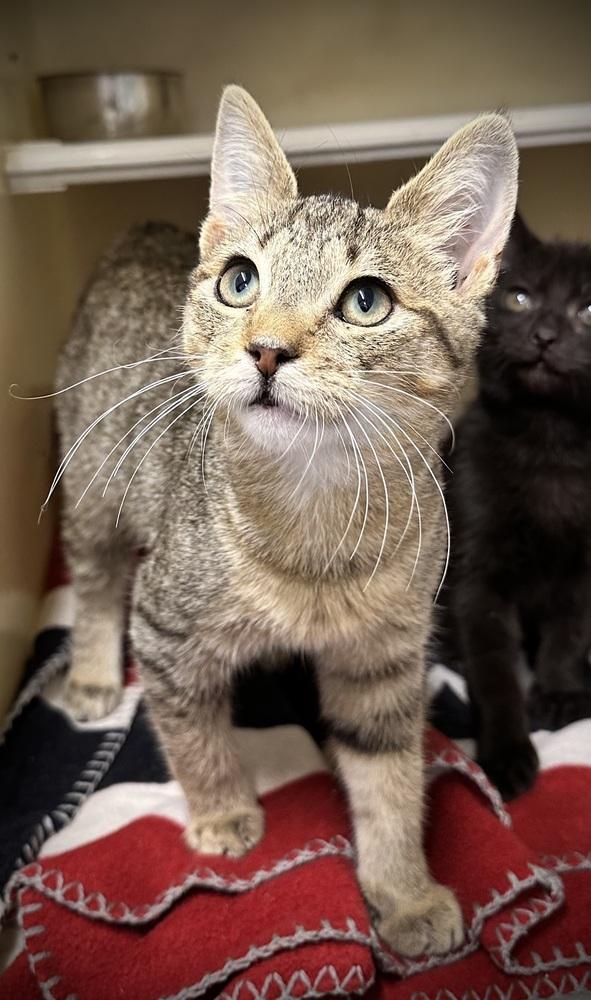 Enlarge Flerken, a Adopted Domestic Short Hair in Richmond, IN image 1/1