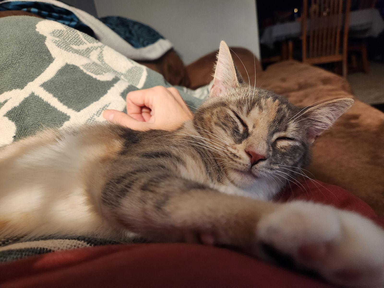 Enlarge Sweetie, a Adopted Domestic Short Hair in Pittsburgh, PA image 1/3