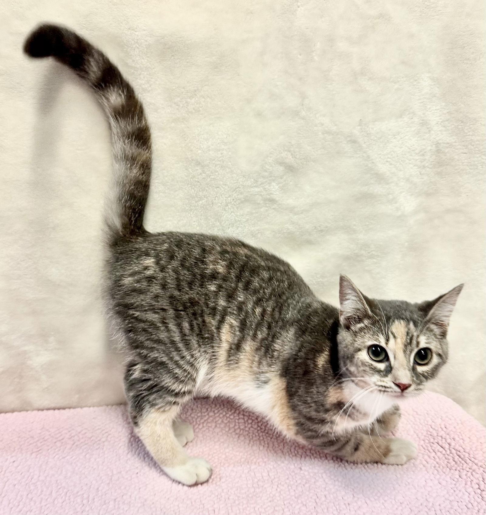 Enlarge Sweetie, a Adopted Domestic Short Hair in Pittsburgh, PA image 2/3