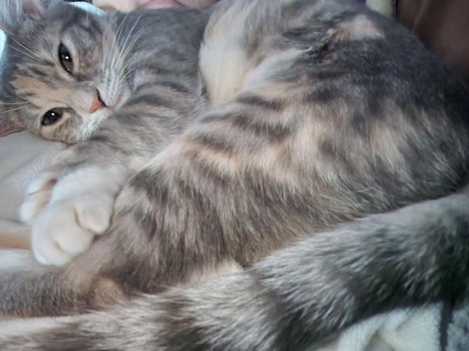 Enlarge Sweetie, a Adopted Domestic Short Hair in Pittsburgh, PA image 3/3