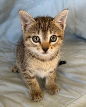 Enlarge Nicole, a Adoptable Domestic Short Hair in West Memphis, AR image 1/1
