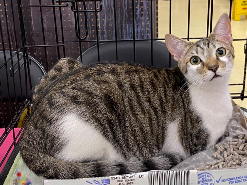 Enlarge Hemsworth Purr, a Adoptable Tabby in Orlando, FL image 1/3