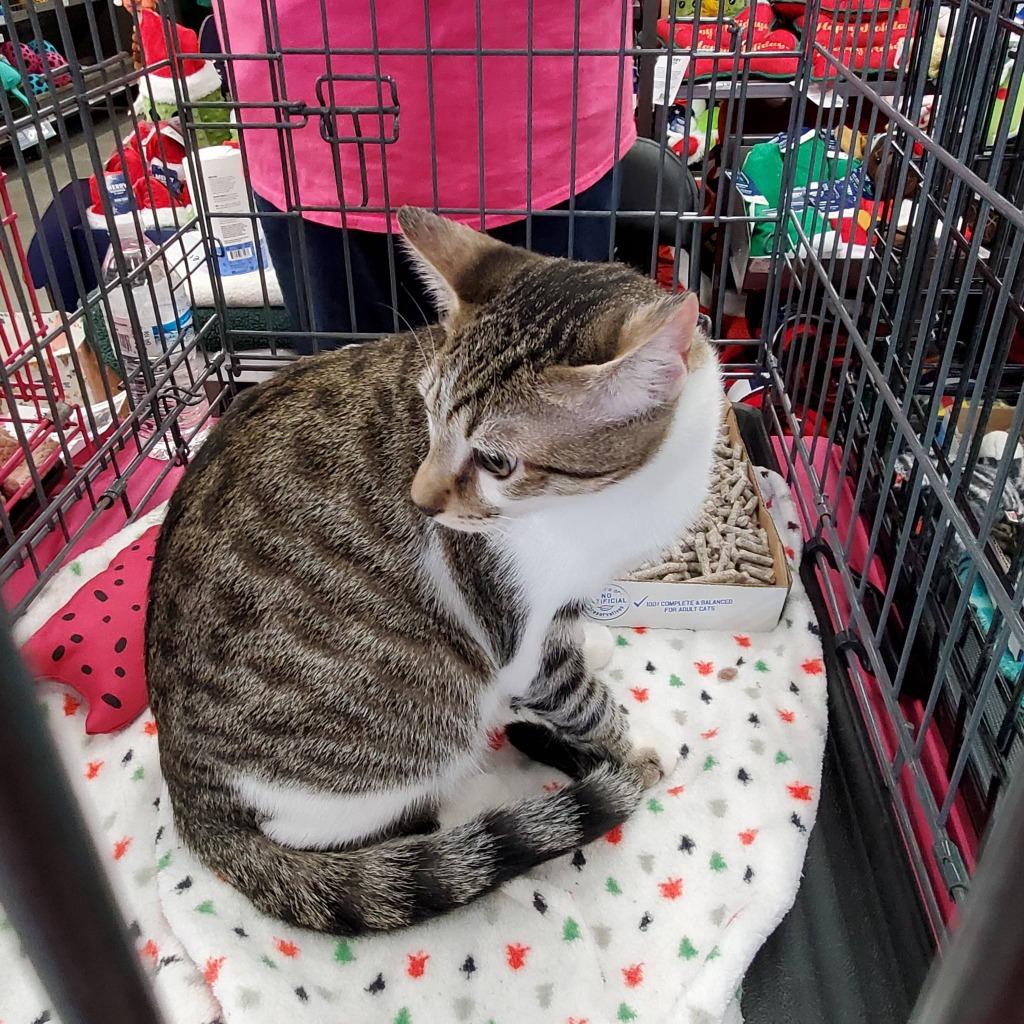 Hemsworth Purr, Adoptable, Young Male Tabby.