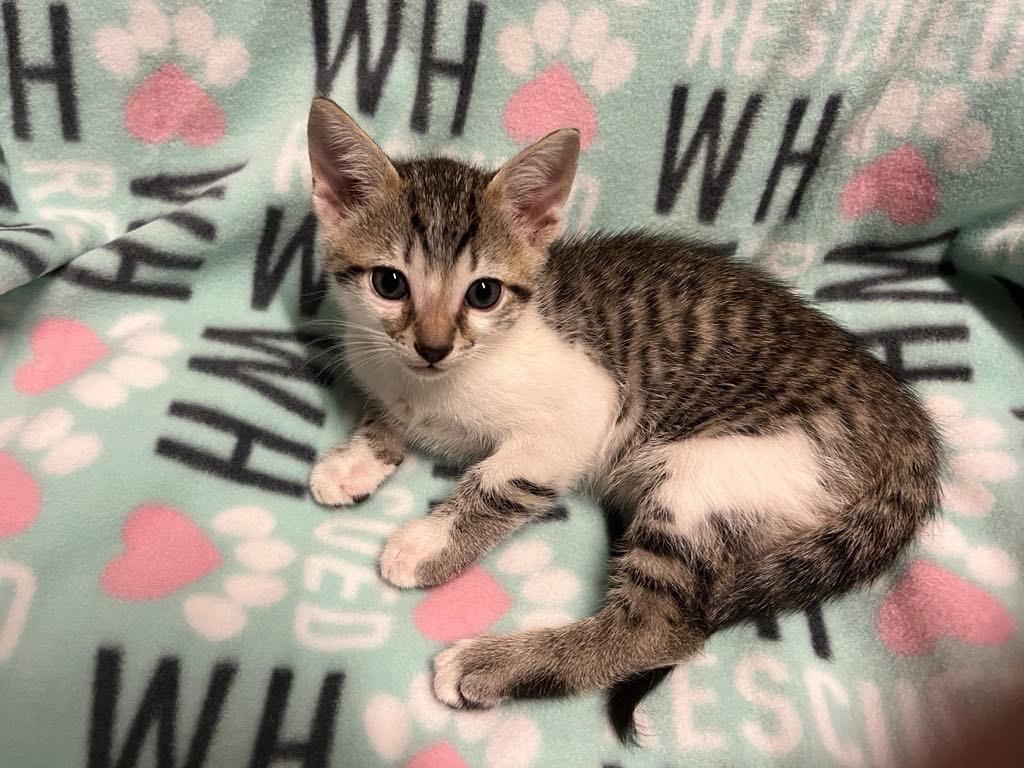 Hemsworth Purr, Adoptable, Young Male Tabby.