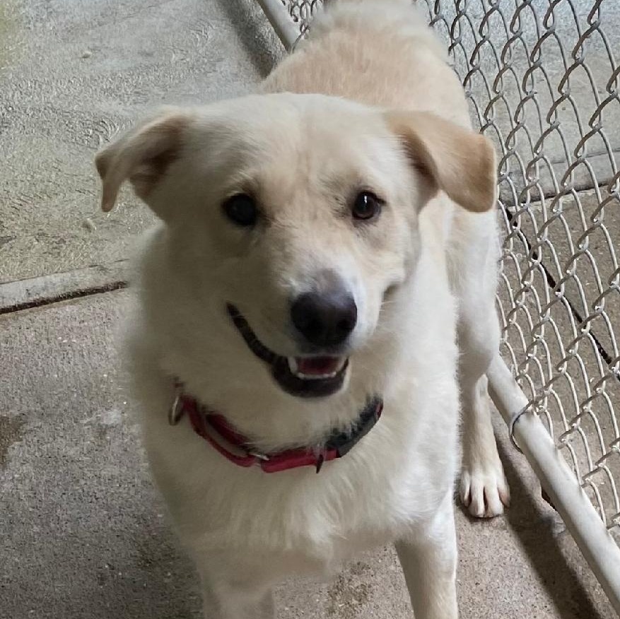 Enlarge Orion, a Adoptable mixed breed in Spencer, IN image 2/2
