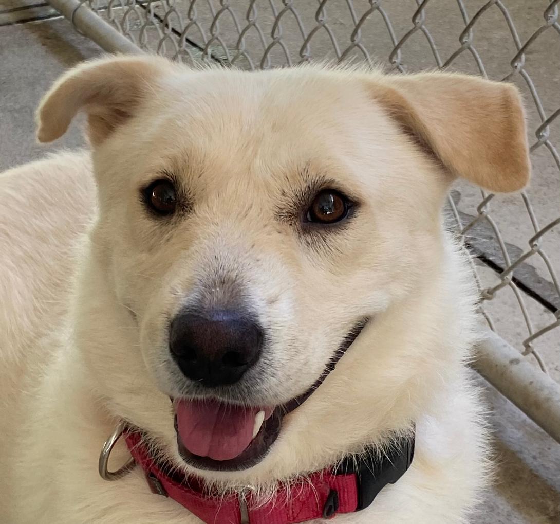 Enlarge Orion, a Adoptable mixed breed in Spencer, IN image 1/2