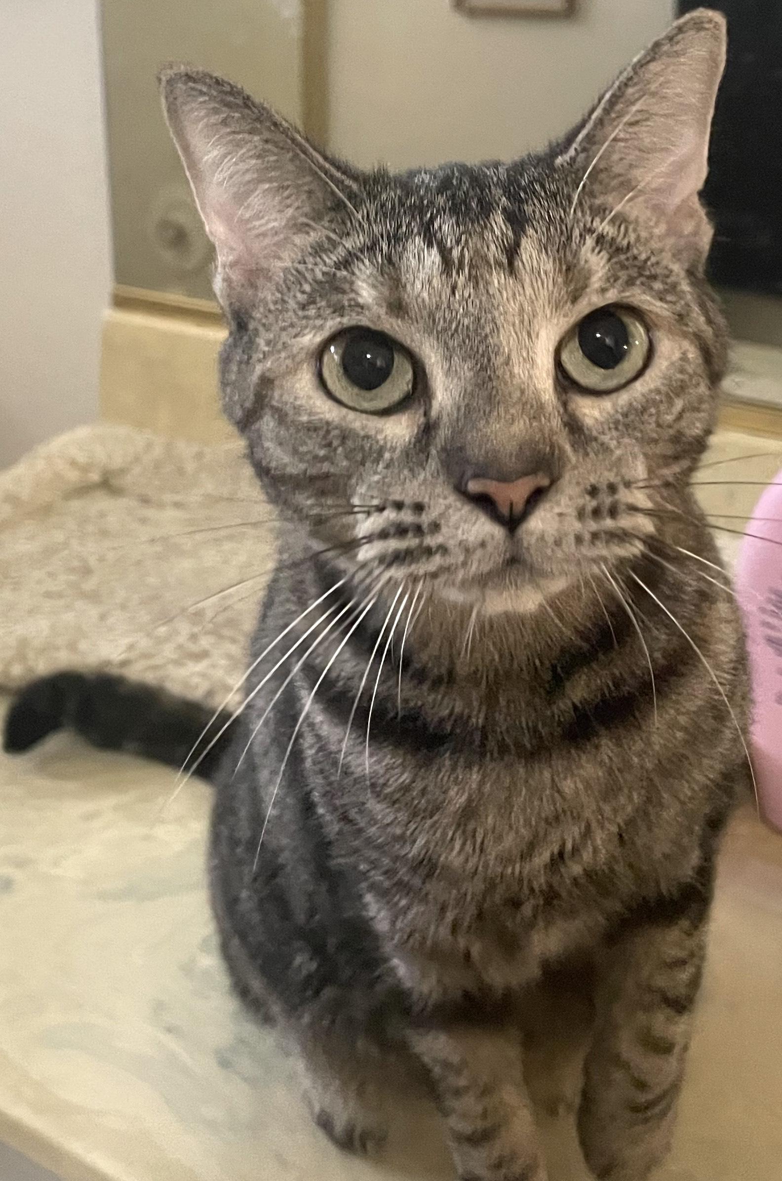 Enlarge Ellie, a Adoptable mixed breed in Sarasota, FL image 1/1