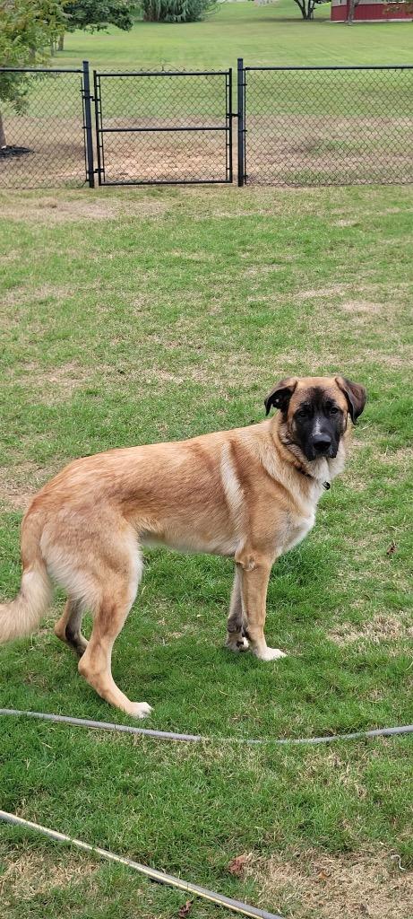 Enlarge Milo, a Adoptable German Shepherd Dog in Noble, OK image 1/3