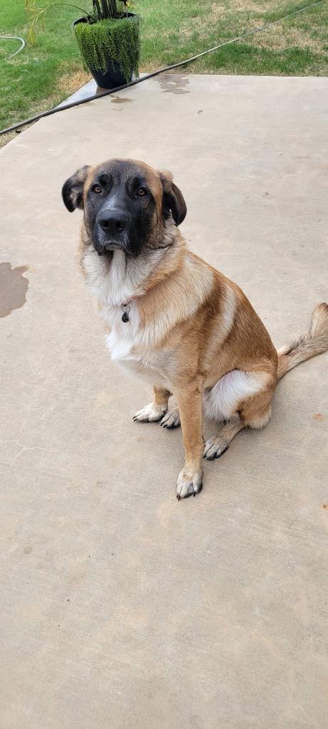 Enlarge Milo, a Adoptable German Shepherd Dog in Noble, OK image 2/3