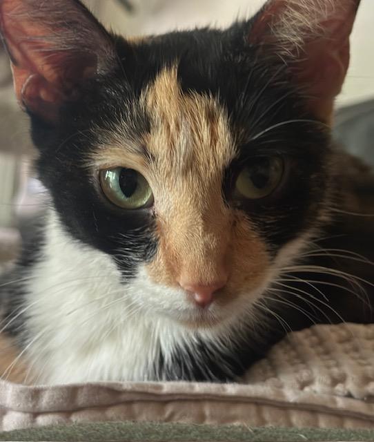 Enlarge Cutie Pie, a ADOPTABLE Domestic Medium Hair in Minneapolis, MN image 2/2