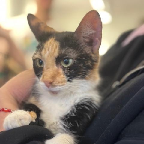 Enlarge Cutie Pie, a ADOPTABLE Domestic Medium Hair in Minneapolis, MN image 1/2