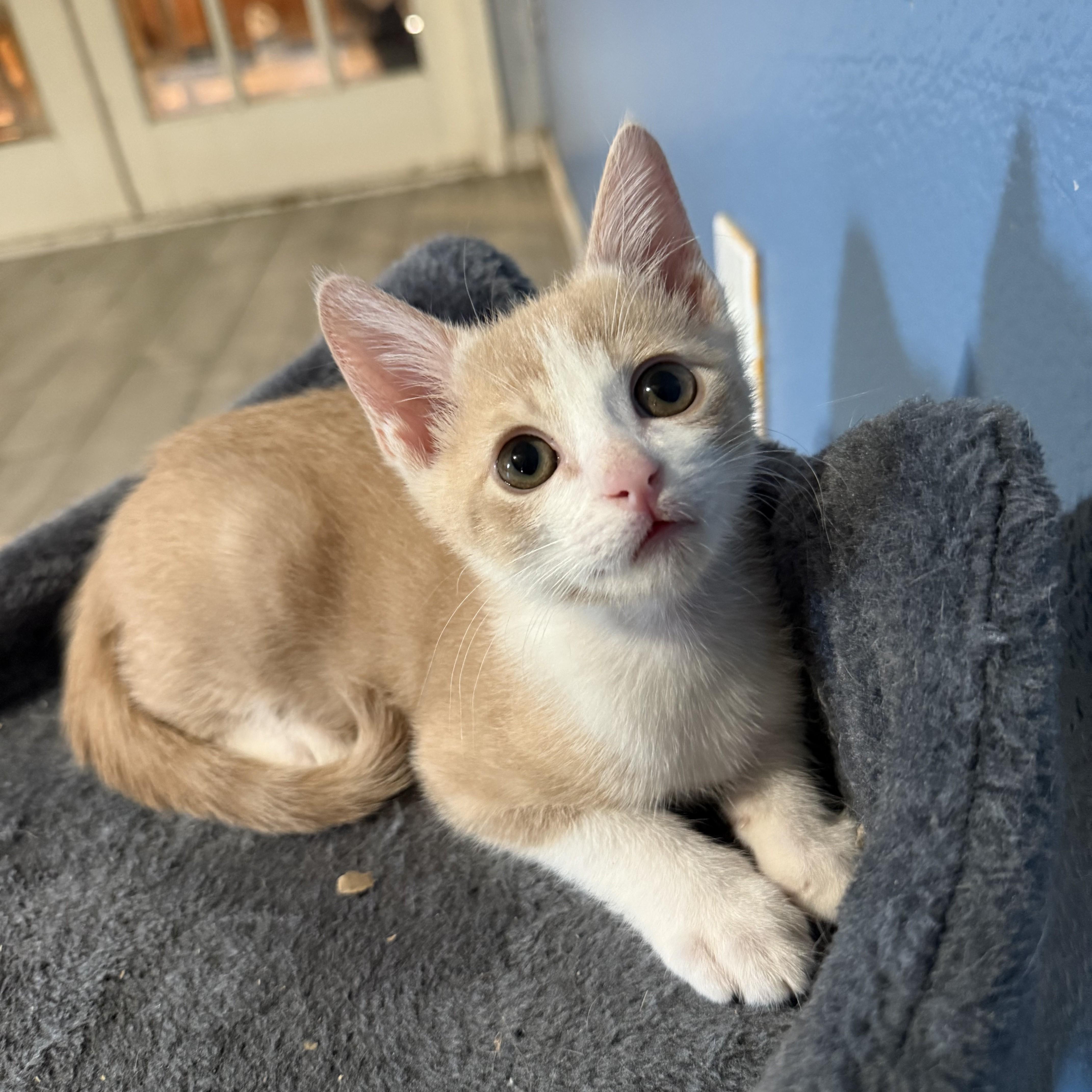 Blondie, a Adoptable Domestic Short Hair in Allen, TX image 4/5