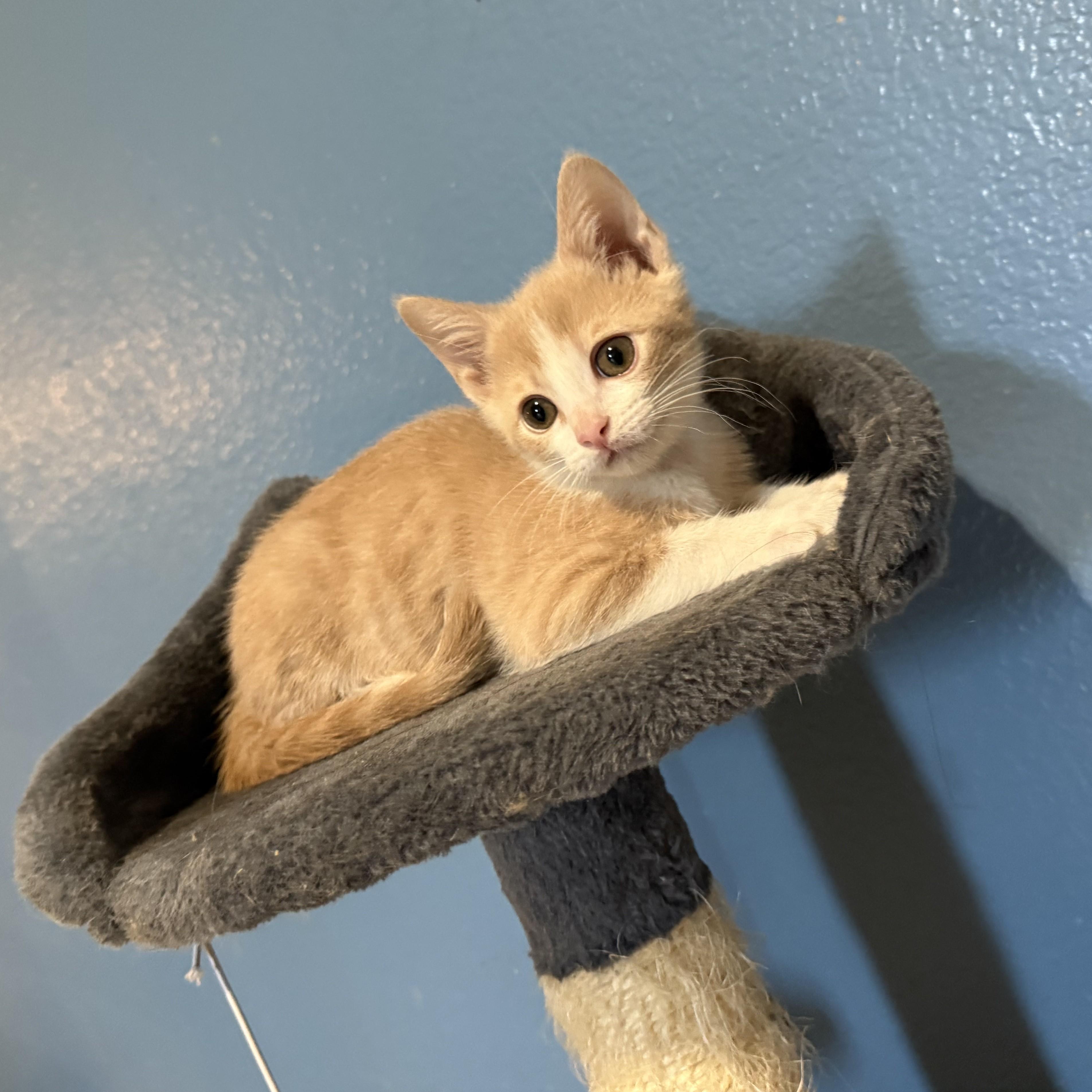 Blondie, a Adoptable Domestic Short Hair in Allen, TX image 5/5