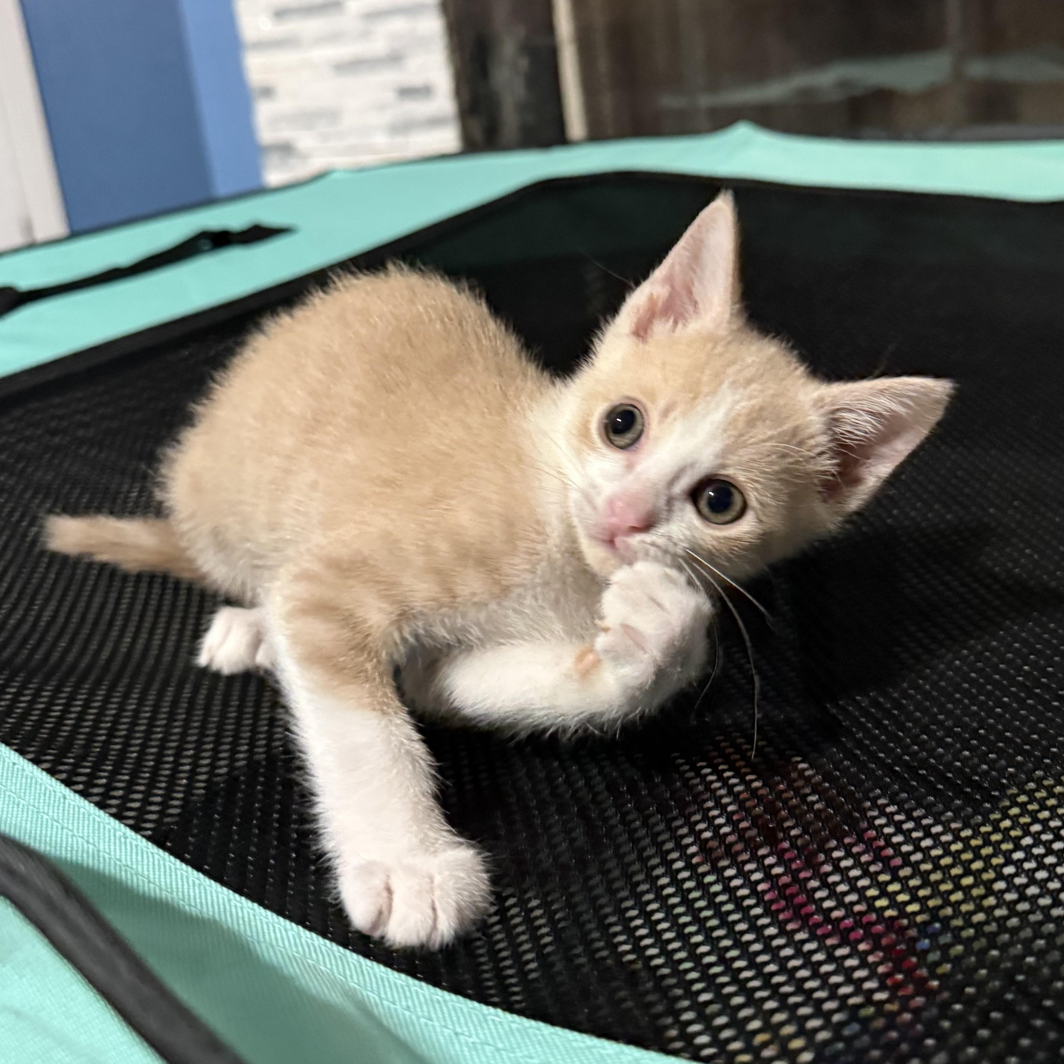 Blondie, a Adoptable Domestic Short Hair in Allen, TX image 3/5