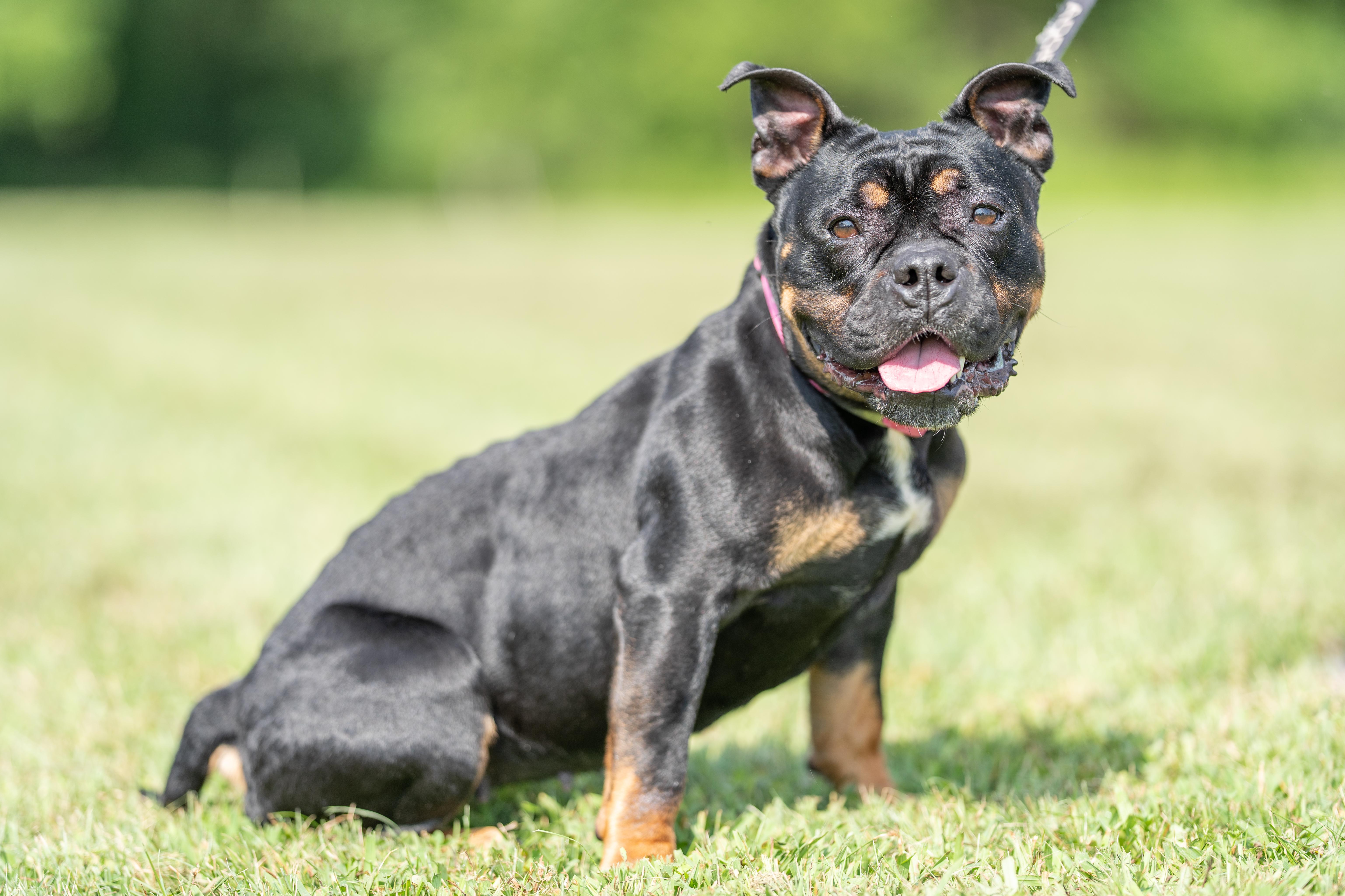 Olive, Adoptable, Adult Female English Bulldog.