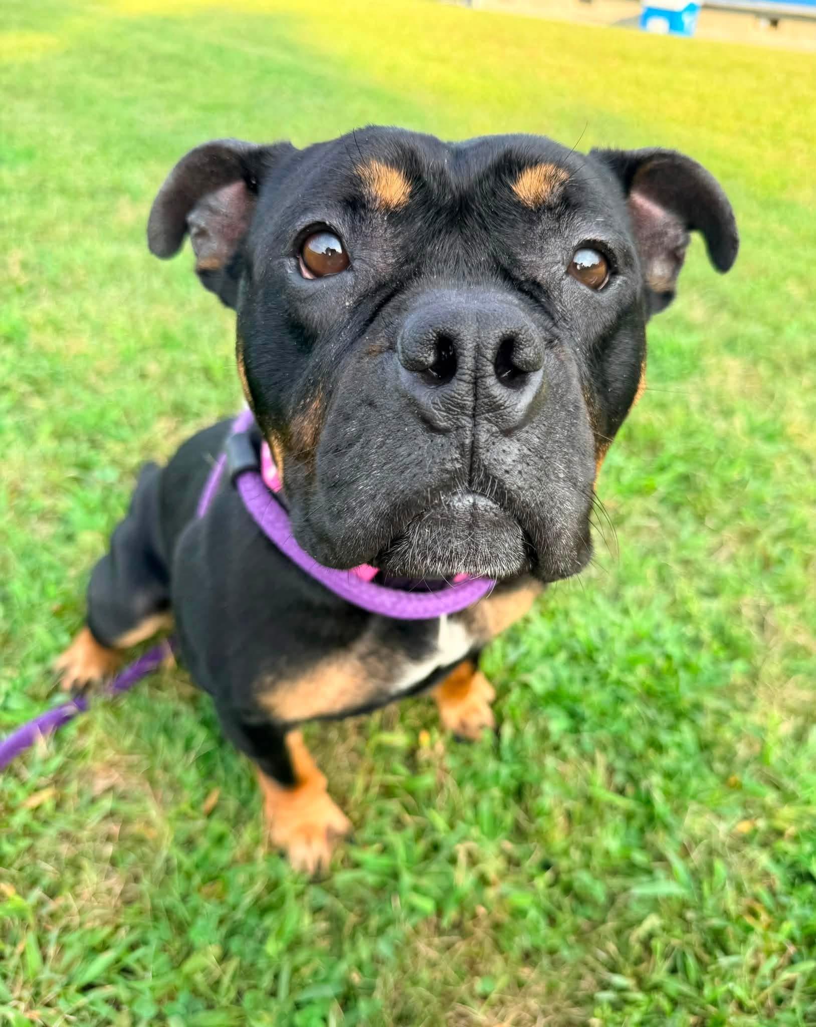 Olive, a Adoptable English Bulldog in Dillsburg, PA image 2/5