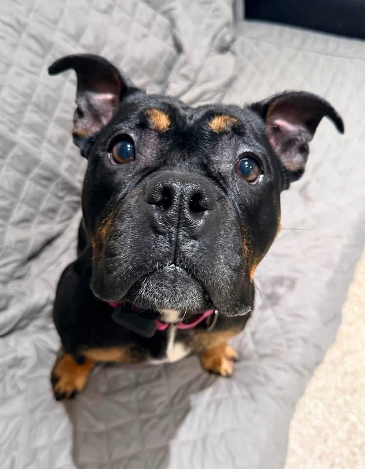Olive, a Adoptable English Bulldog in Dillsburg, PA image 3/5