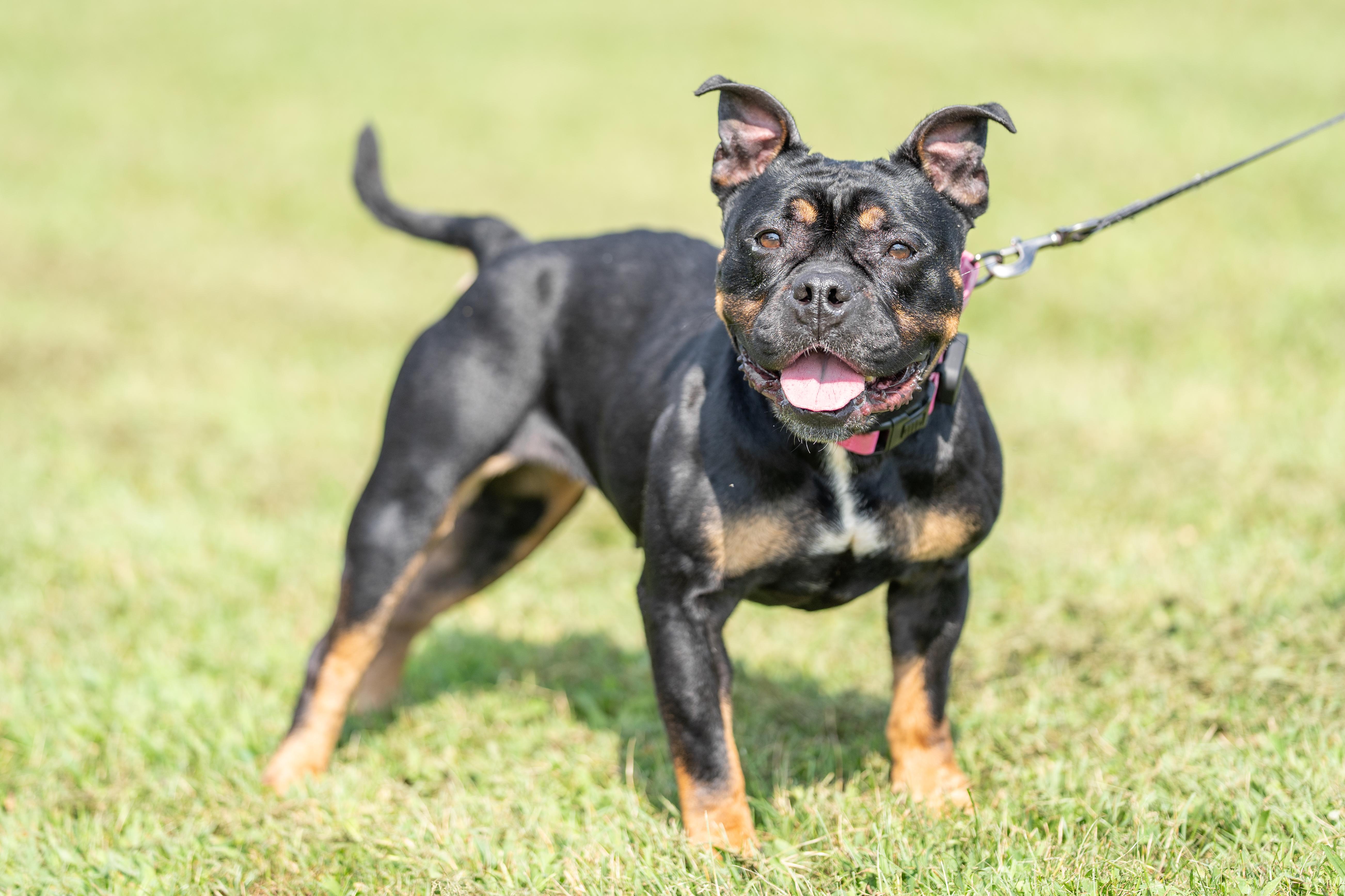 Olive, a Adoptable English Bulldog in Dillsburg, PA image 4/5