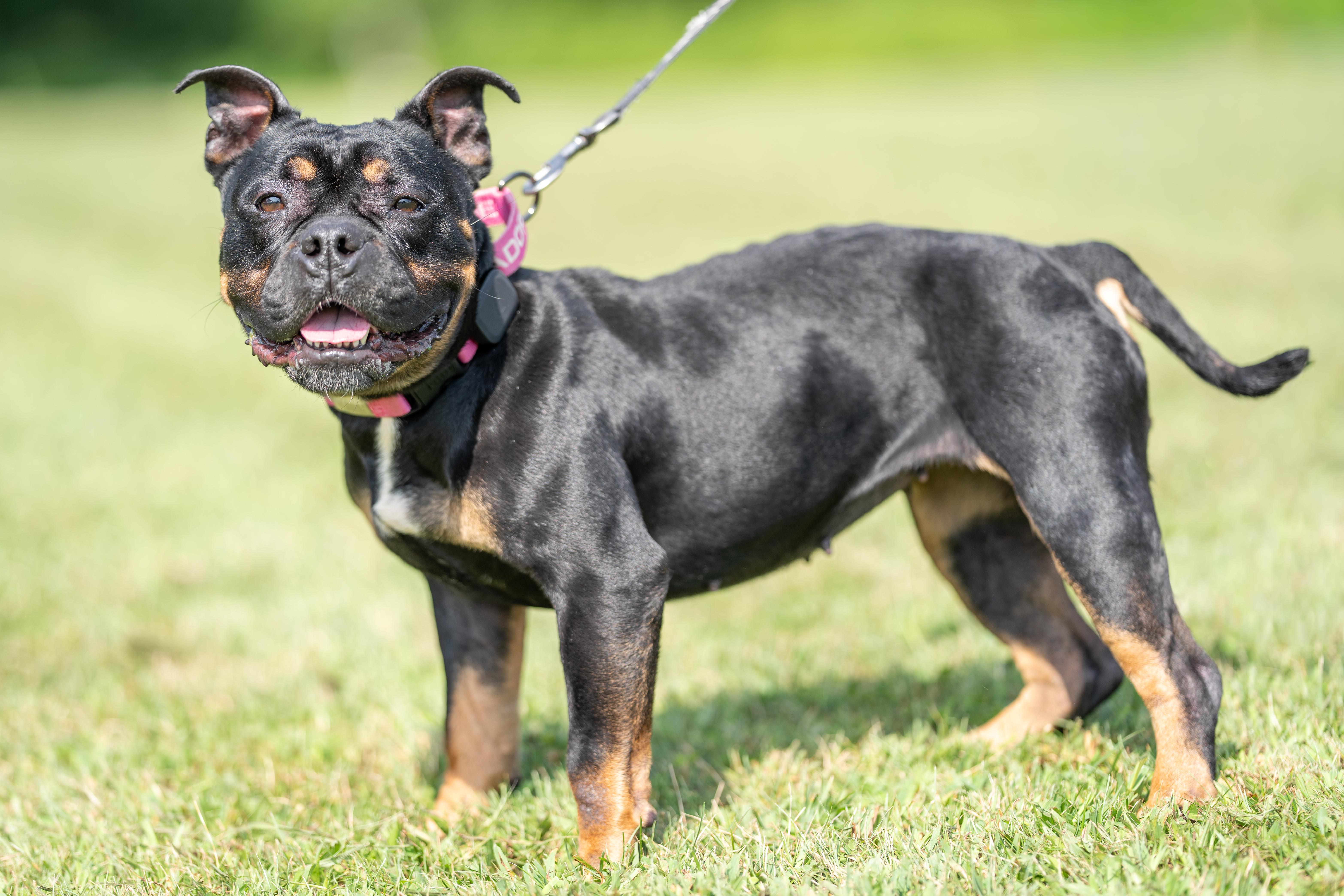 Olive, a Adoptable English Bulldog in Dillsburg, PA image 5/5