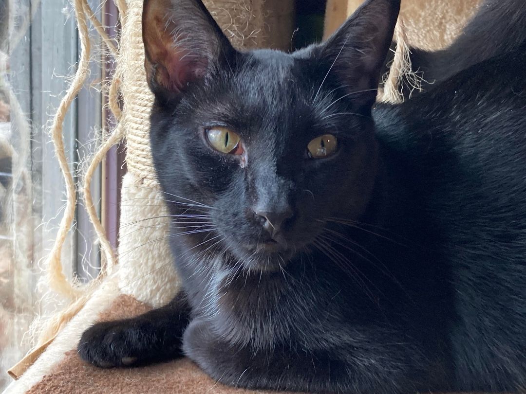Salem