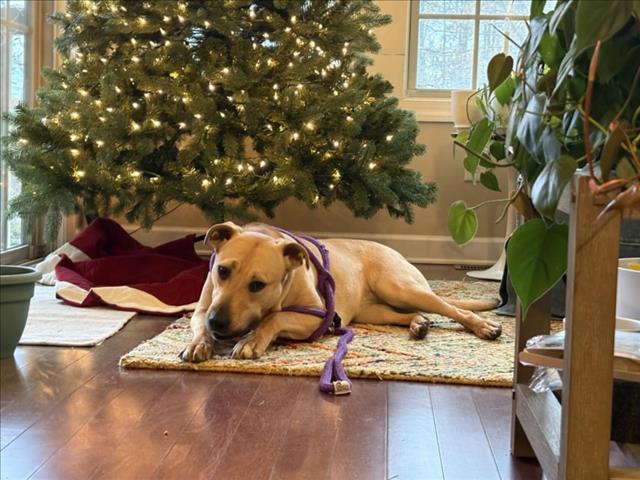 QUEENIE, Adoptable, Young Female Pit Bull Terrier & Mixed Breed.