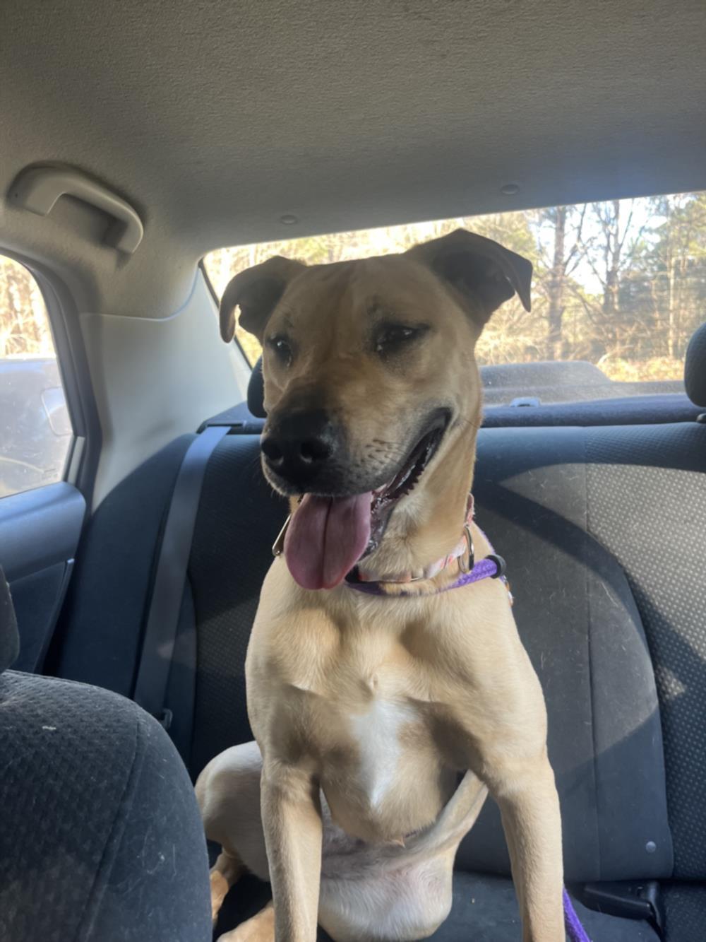 QUEENIE, Adoptable, Young Female Pit Bull Terrier & Mixed Breed.