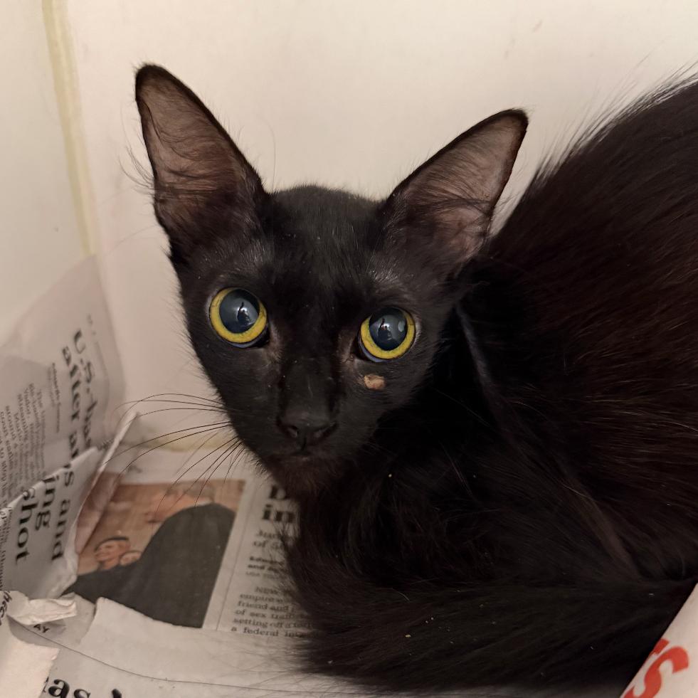 Sweet Pea (19), Adoptable, Young Female Domestic Short Hair.