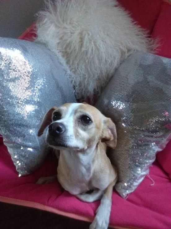 Enlarge Cherry, a Adopted mixed breed in Rio Rico, AZ image 1/2