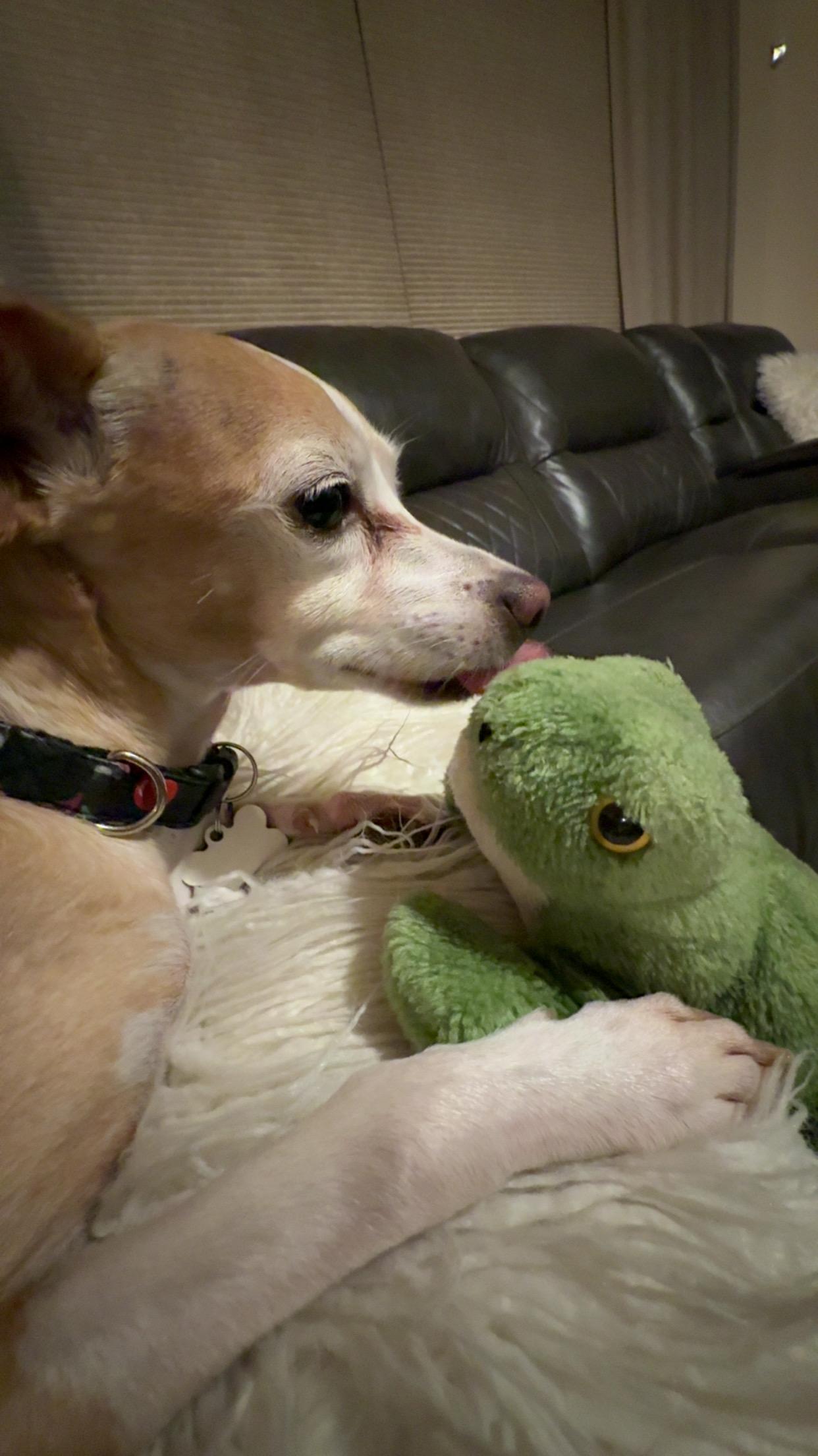 Cherry, Adopted, Adult Female Chihuahua & Whippet.