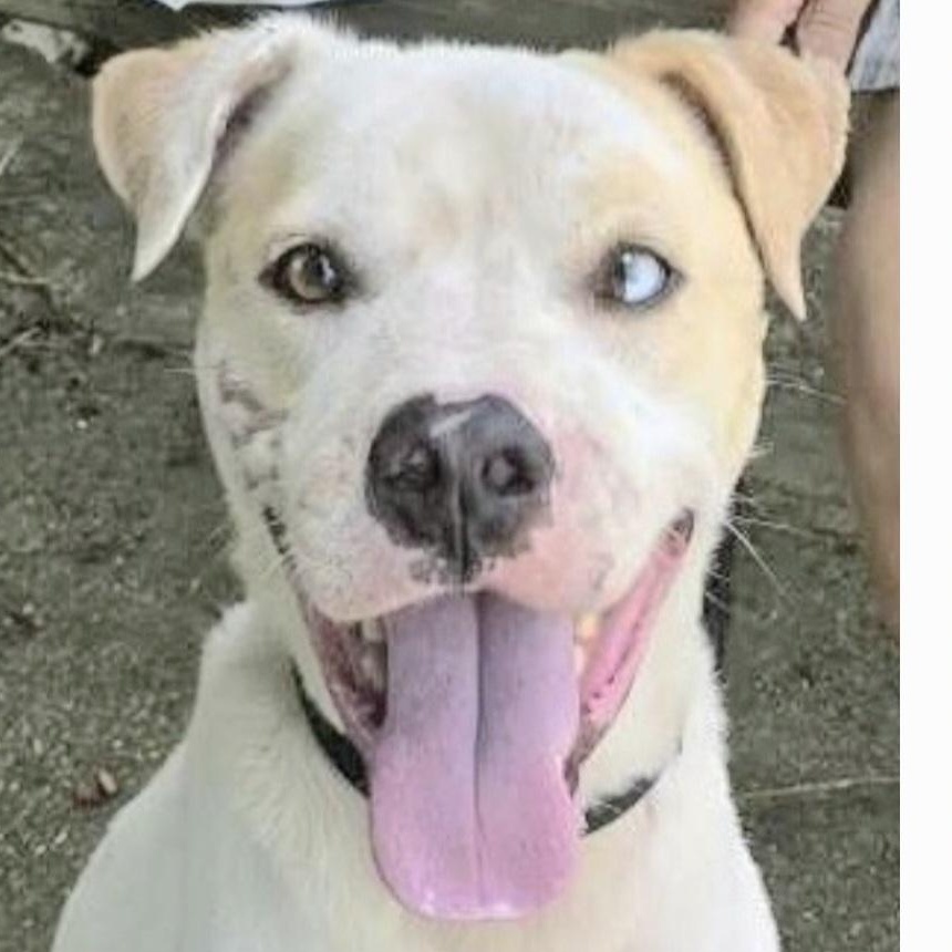 SINBAD "In NY: FOSTER or FOREVER HOME NEEDED", a Adoptable mixed breed in New York, NY image 1/6