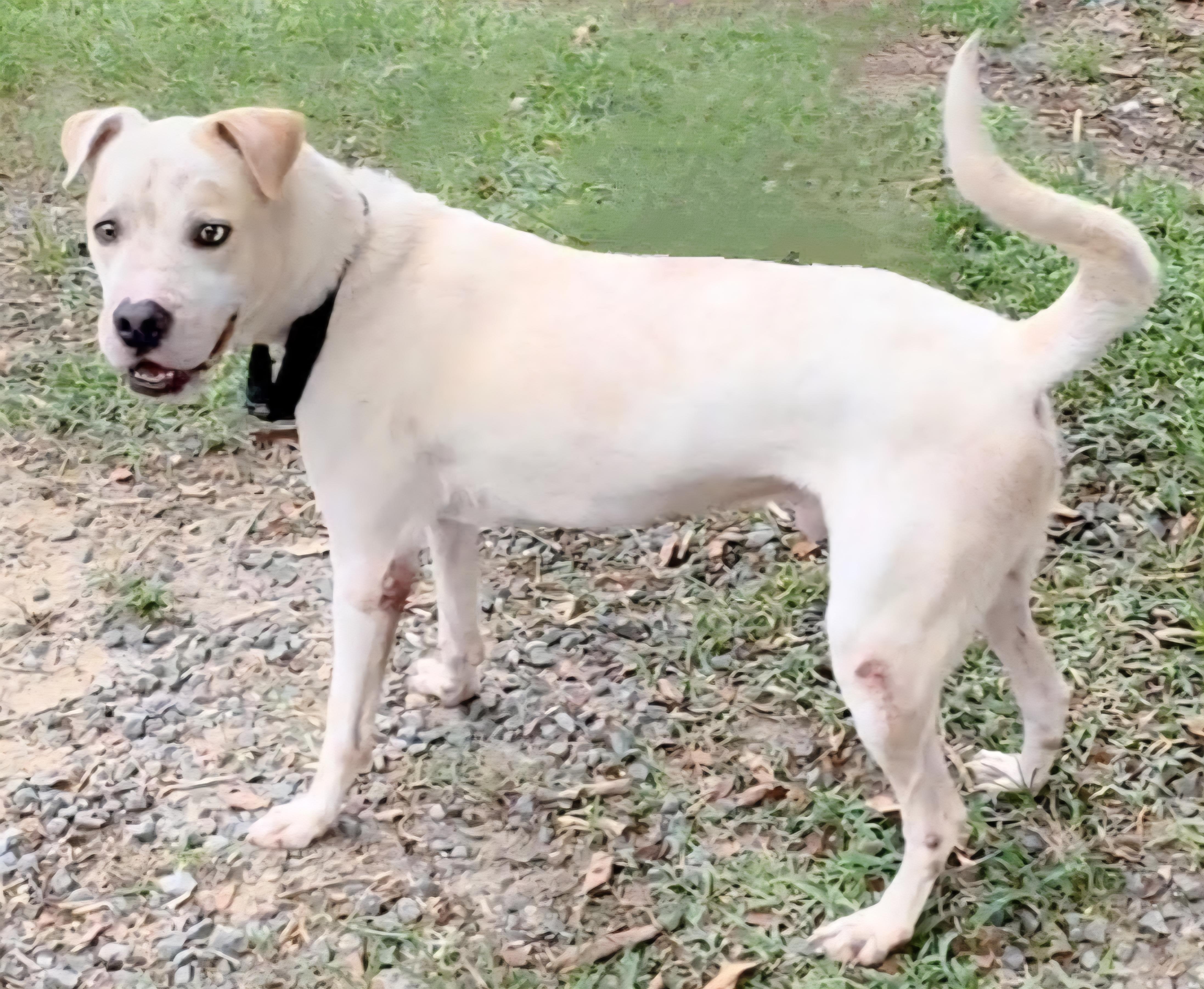 SINBAD "In NY: FOSTER or FOREVER HOME NEEDED", a Adoptable mixed breed in New York, NY image 2/6