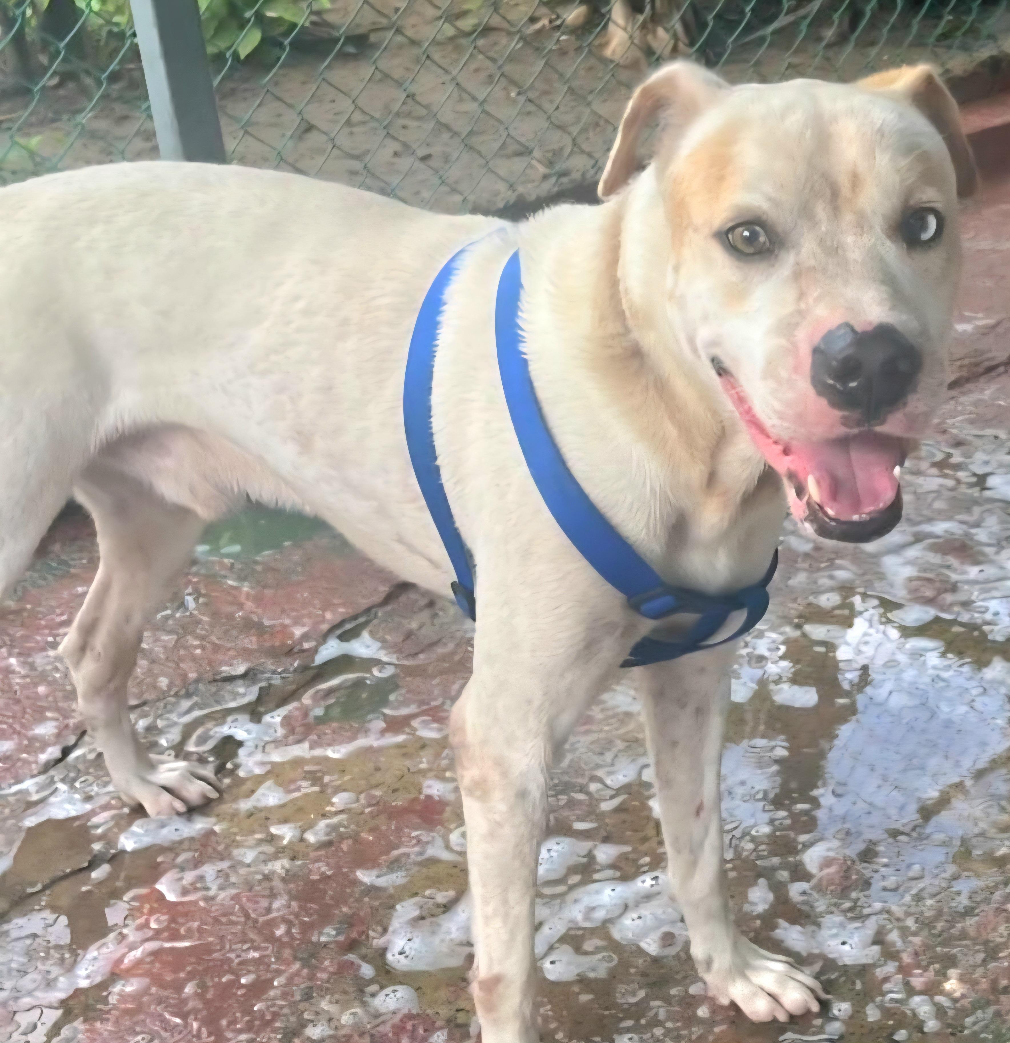 SINBAD "In NY: FOSTER or FOREVER HOME NEEDED", a Adoptable mixed breed in New York, NY image 3/6