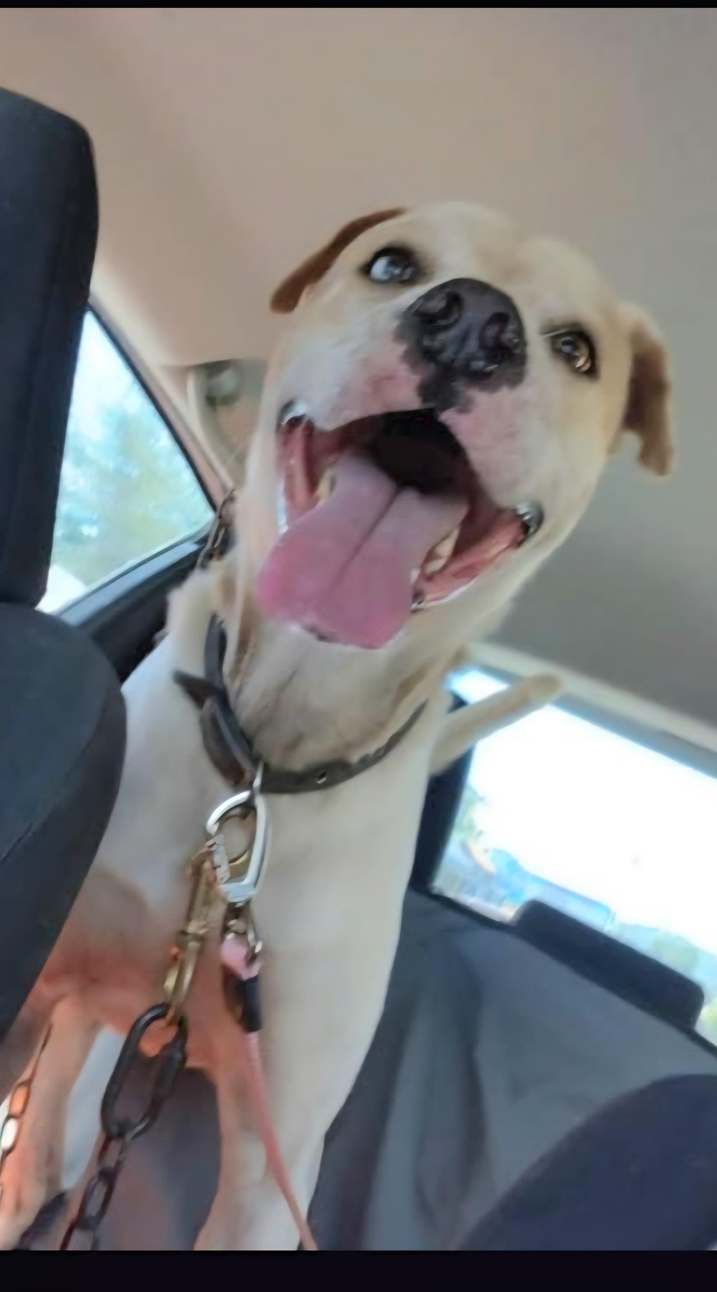 SINBAD "In NY: FOSTER or FOREVER HOME NEEDED", a Adoptable mixed breed in New York, NY image 5/6