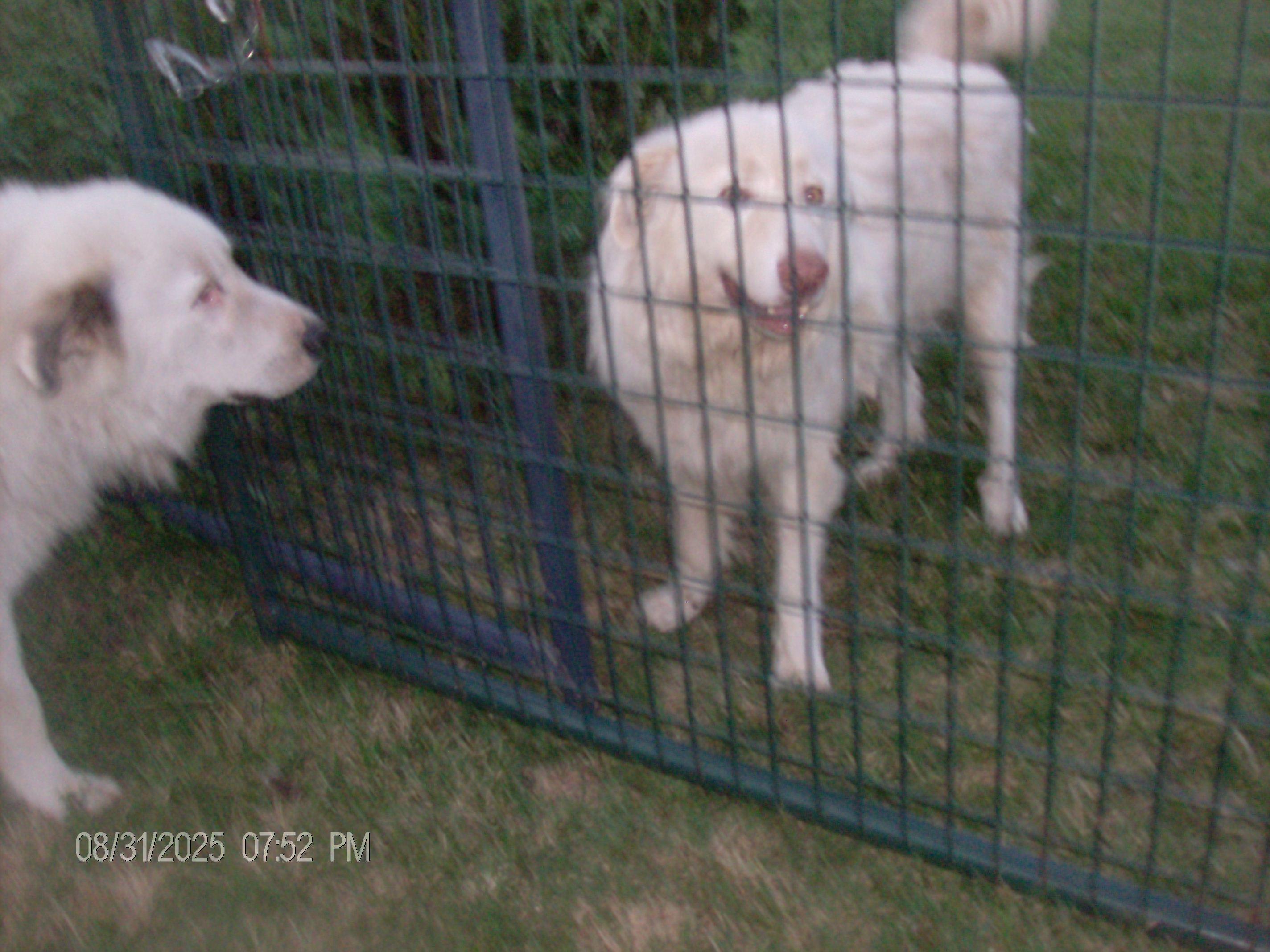 BUDDY, adoptable, Adult Male Great Pyrenees & Collie.